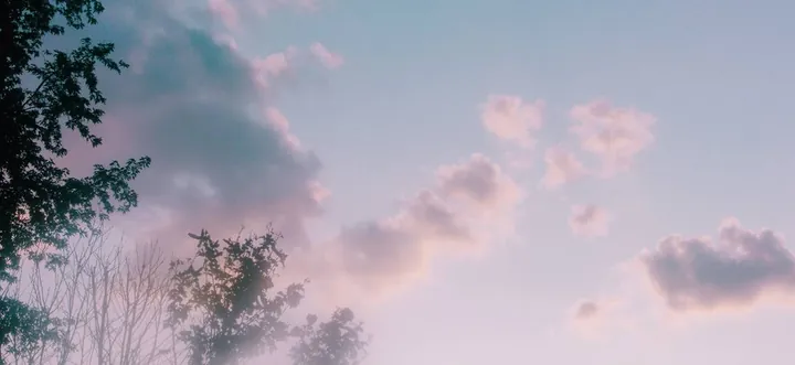 Pink clouds over treetops